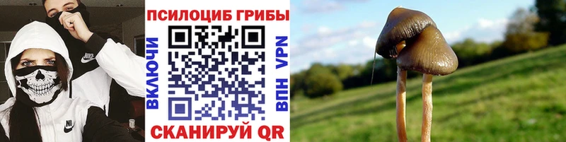 Купить где  Славгород  Псилоцибиновые грибы Magic Shrooms 